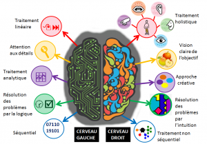 Cerveau droit et cerveau gauche